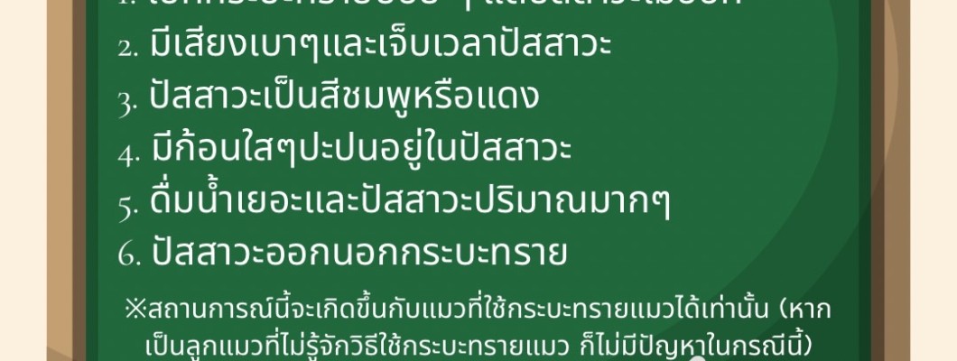 วิธีการใช้ทรายแมว เพื่อตรวจสอบให้แน่ใจถึงสถานะสุขภาพของแมว?
