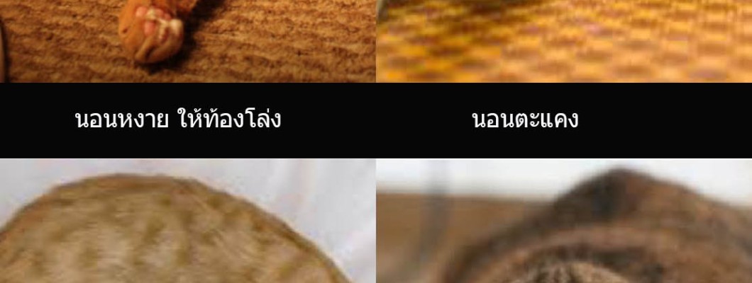 แมวของคุณเป็นแมวลักษณะนิสัยอย่างไรดูได้จากท่านอนซึ่งแม่นยำสุดๆ?