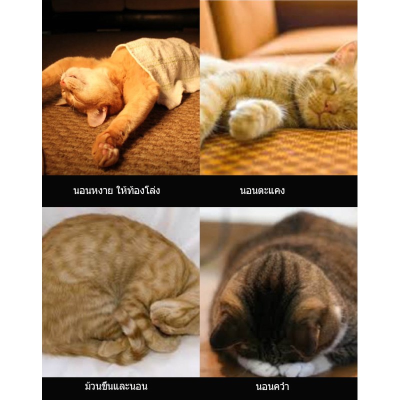 แมวของคุณเป็นแมวลักษณะนิสัยอย่างไรดูได้จากท่านอนซึ่งแม่นยำสุดๆ?