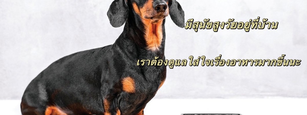 ดูแลใส่ใจถึงสุขภาพในวัยชราของสุนัข - บทความเรื่องอาหารสำหรับสุนัขสูงวัย สุนัขแก่