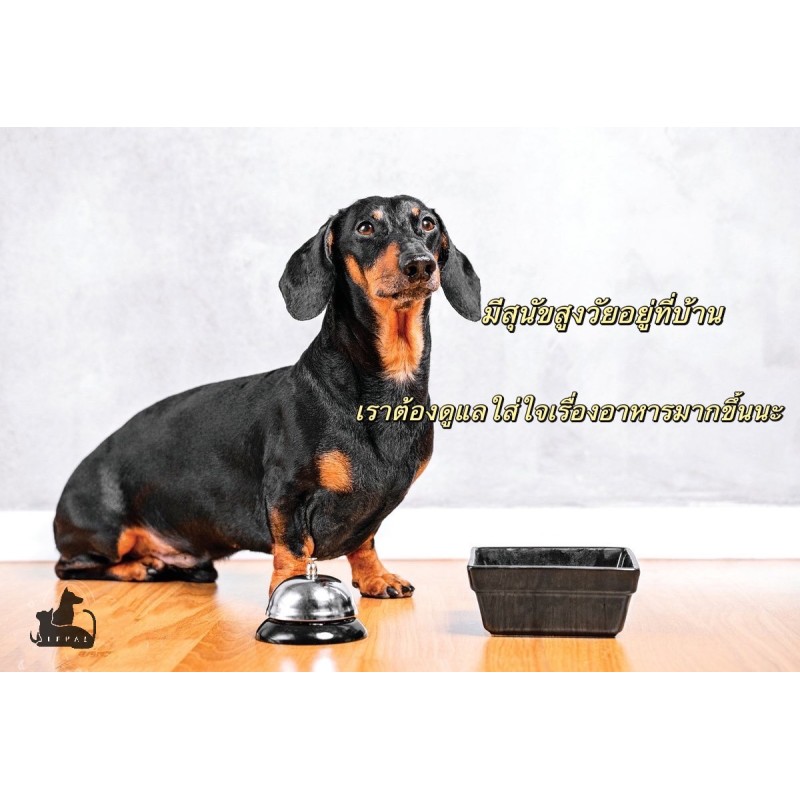 ดูแลใส่ใจถึงสุขภาพในวัยชราของสุนัข - บทความเรื่องอาหารสำหรับสุนัขสูงวัย สุนัขแก่