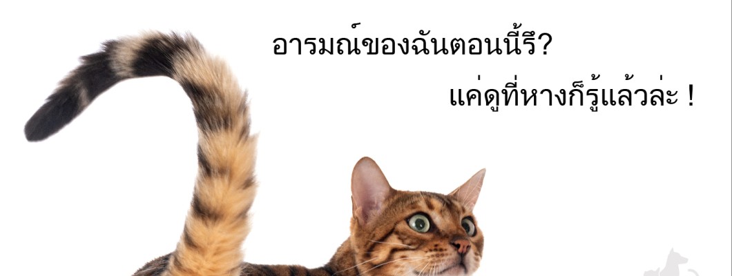 แมวเหมียวพูดอะไรรึ? ดูที่หางแล้วอ่านใจน้องแมวสิ!