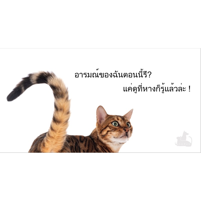 แมวเหมียวพูดอะไรรึ? ดูที่หางแล้วอ่านใจน้องแมวสิ!