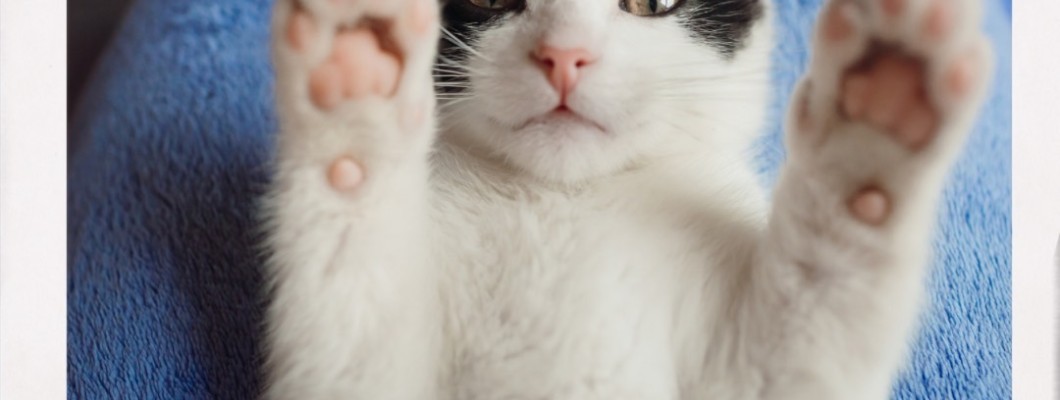 29 พฤศจิกายน「วันอุ้งเท้าน้องแมว」