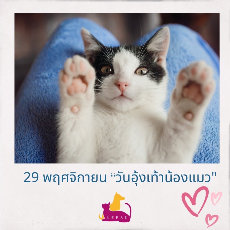 29 พฤศจิกายน「วันอุ้งเท้าน้องแมว」