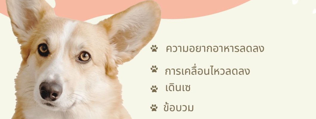 คุณจะรู้ได้อย่างไรว่าสุนัขของคุณมีอาการปวดข้อ?
