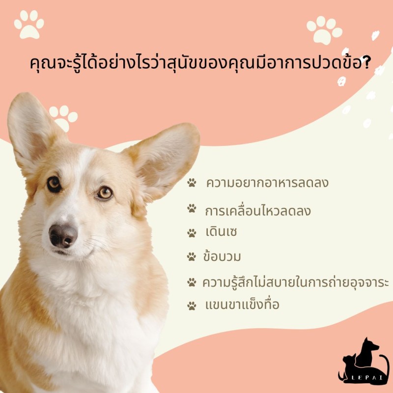 คุณจะรู้ได้อย่างไรว่าสุนัขของคุณมีอาการปวดข้อ?