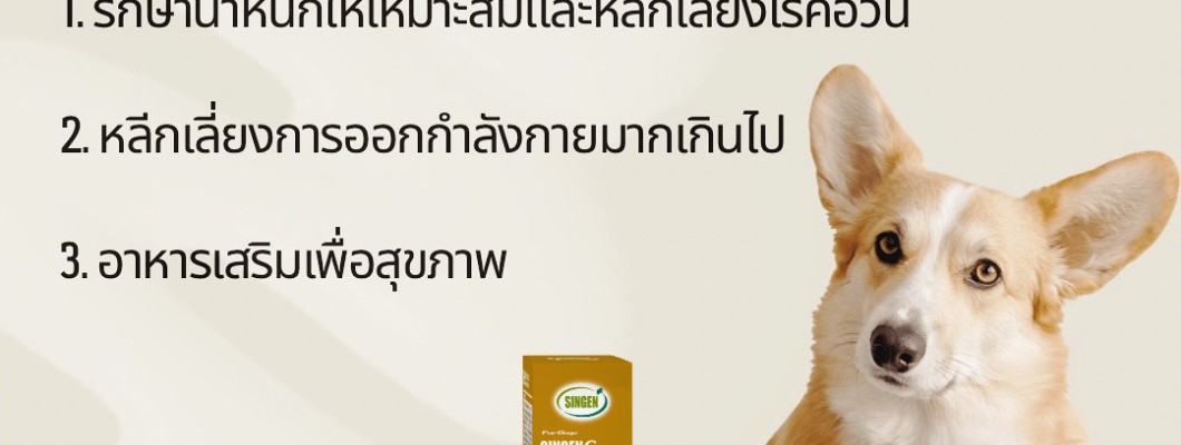 อาการปวดข้อของสุนัขจะป้องกันได้อย่างไร?