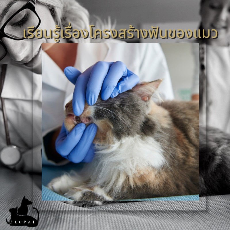 เรียนรู้เรื่องโครงสร้างฟันของแมว