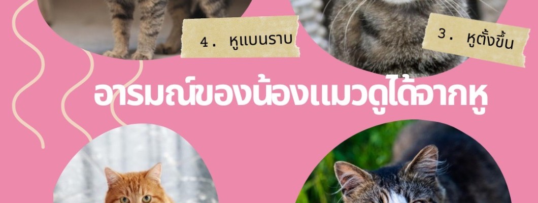 อารมณ์ของน้องแมวดูได้จากหู