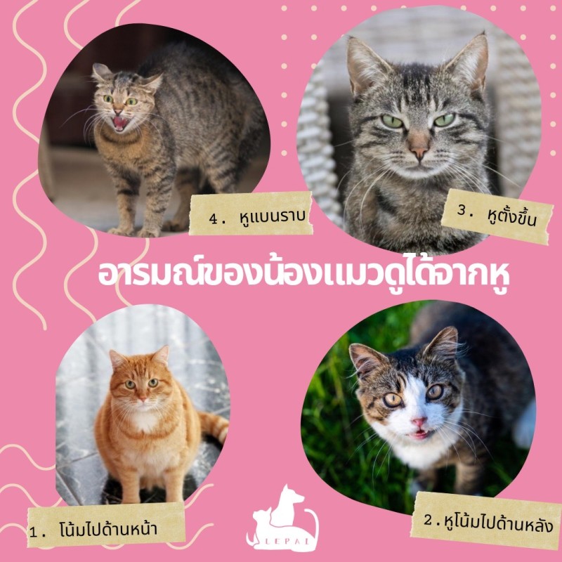 อารมณ์ของน้องแมวดูได้จากหู