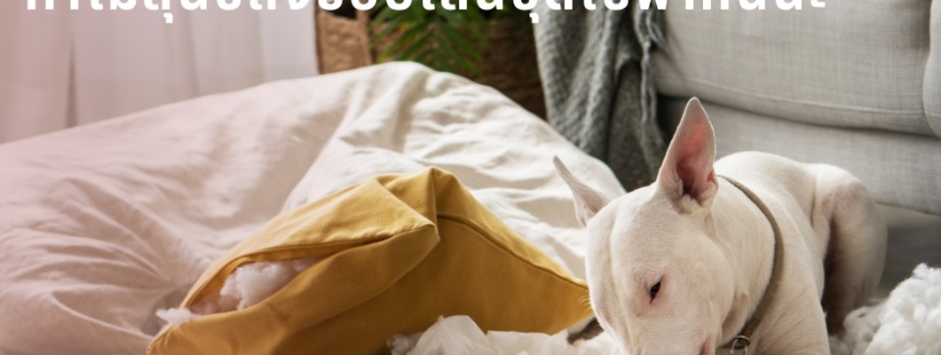 【พฤติกรรมของสุนัข】ทำไมสุนัขถึงชอบเล่นขุดโซฟากันนะ