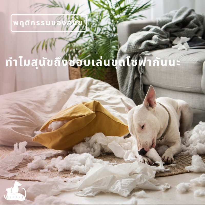 【พฤติกรรมของสุนัข】ทำไมสุนัขถึงชอบเล่นขุดโซฟากันนะ