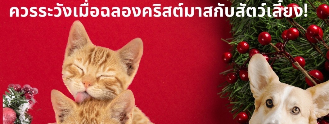 [วันคริสต์มาสกับสุนัขและแมว] ควรระวังเมื่อฉลองคริสต์มาสกับสัตว์เลี้ยง!