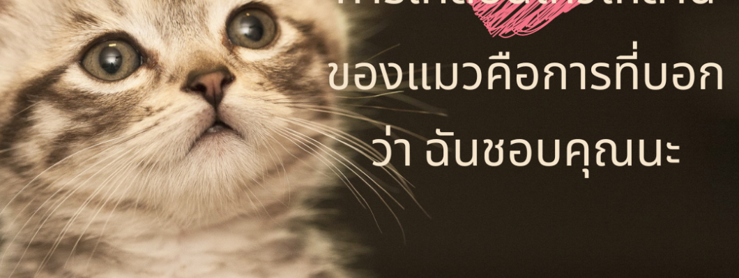 การเคลื่อนไหวเหล่านี้ของแมวคือการที่บอกว่า ฉันชอบคุณนะ ~