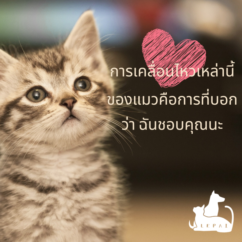 การเคลื่อนไหวเหล่านี้ของแมวคือการที่บอกว่า ฉันชอบคุณนะ ~