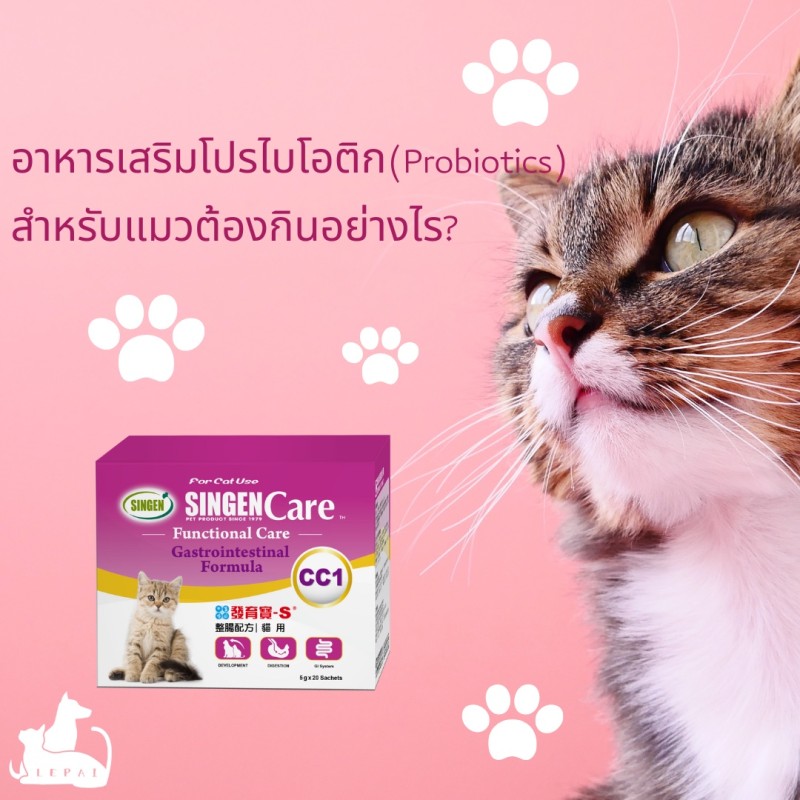 อาหารเสริมโปรไบโอติก (Probiotics) สำหรับแมวต้องกินอย่างไร? วิธีการให้อาหารเสริมโปรไบโอติกสำหรับแมว