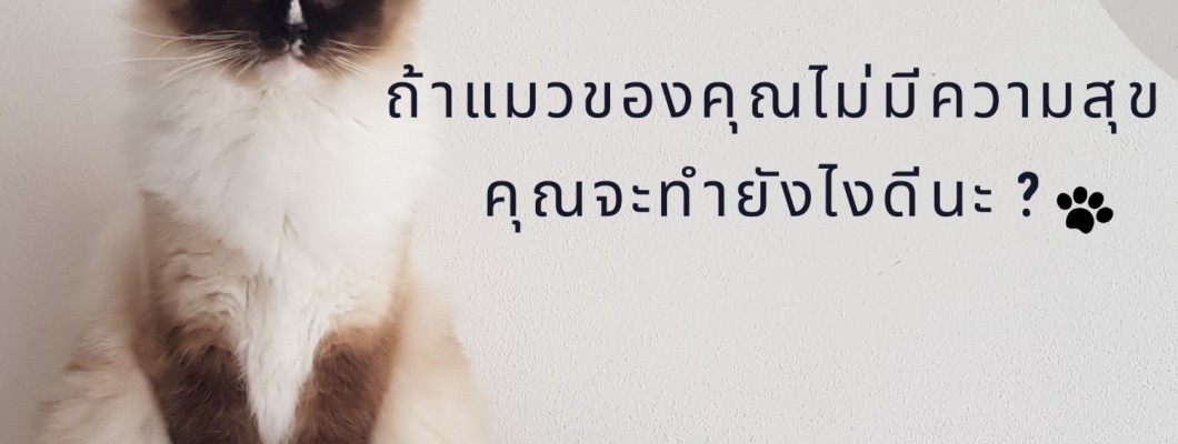 【การปฏิสัมพันธ์ระหว่างคนกับแมว】ถ้าแมวของคุณไม่มีความสุข คุณจะทำยังไงดีนะ ? วิธีการช่วยแมวคลายเครียดได้อย่างมีประสิทธิภาพ มี 6 วิธีดังนี้