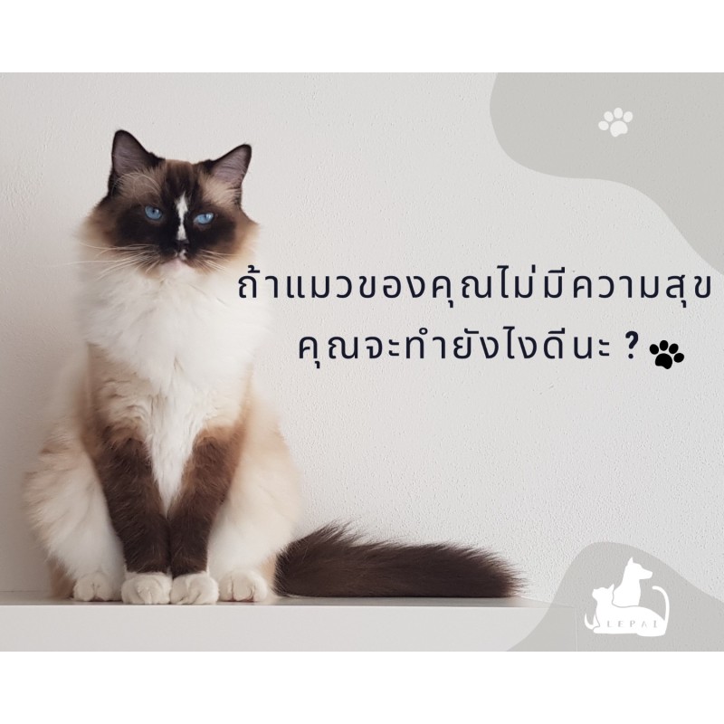 【การปฏิสัมพันธ์ระหว่างคนกับแมว】ถ้าแมวของคุณไม่มีความสุข คุณจะทำยังไงดีนะ ? วิธีการช่วยแมวคลายเครียดได้อย่างมีประสิทธิภาพ มี 6 วิธีดังนี้