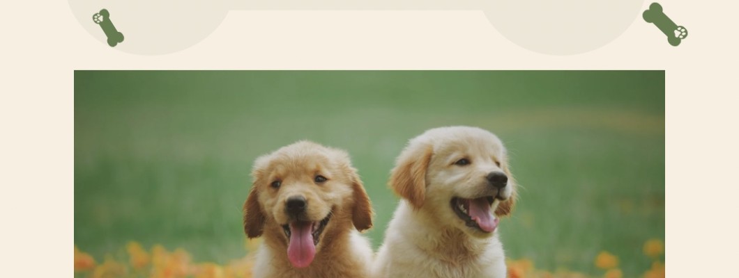 [บทความเกี่ยวกับลูกสุนัข] การฝึกเริ่มเมื่อไหร่ ?