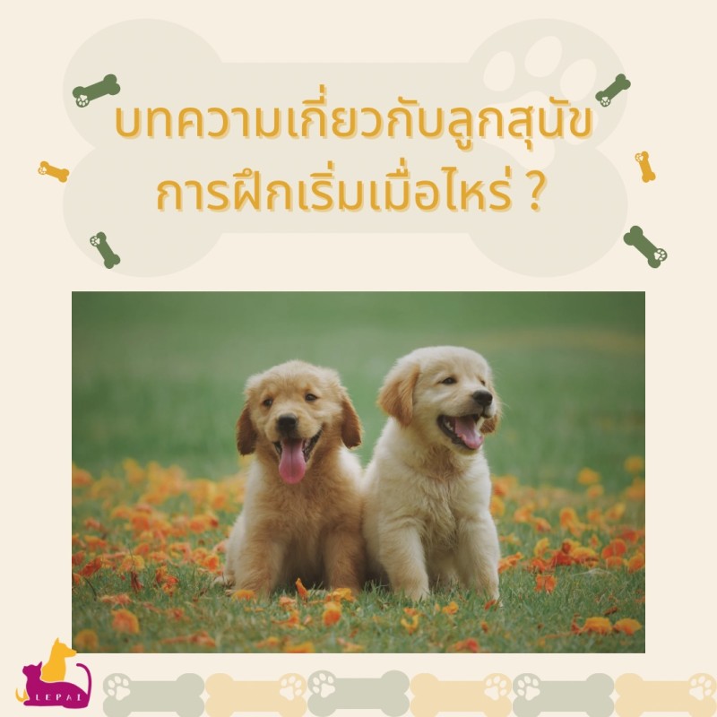 [บทความเกี่ยวกับลูกสุนัข] การฝึกเริ่มเมื่อไหร่ ?