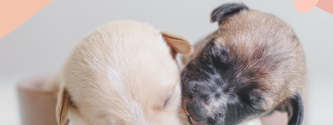 [บทความเกี่ยวกับลูกสุนัข] ประเด็นสำคัญเกี่ยวกับอาหารของลูกสุนัข