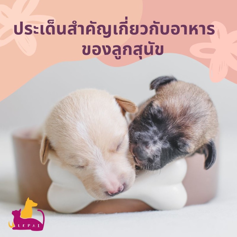 [บทความเกี่ยวกับลูกสุนัข] ประเด็นสำคัญเกี่ยวกับอาหารของลูกสุนัข