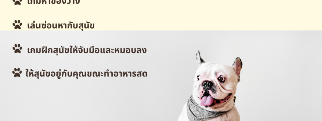 4 เกมในร่มที่ดีที่สุดสำหรับน้องหมา