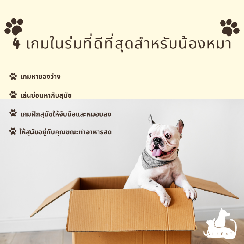 4 เกมในร่มที่ดีที่สุดสำหรับน้องหมา