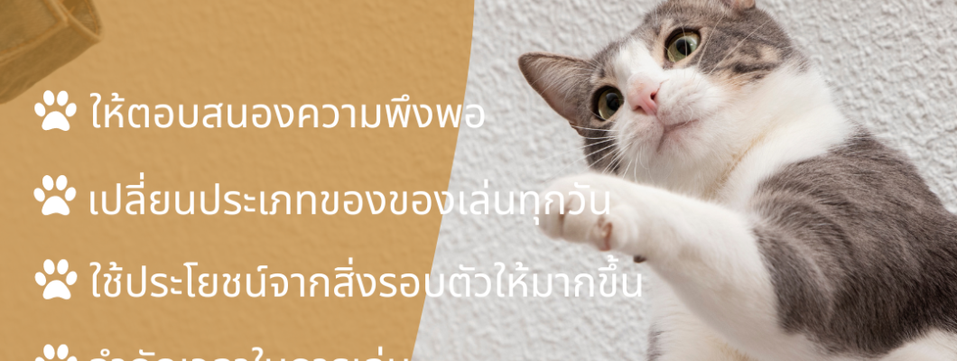 เล่นกับน้องแมวเหมียว มี 5 วิธีง่ายๆ มาดูกันเลย