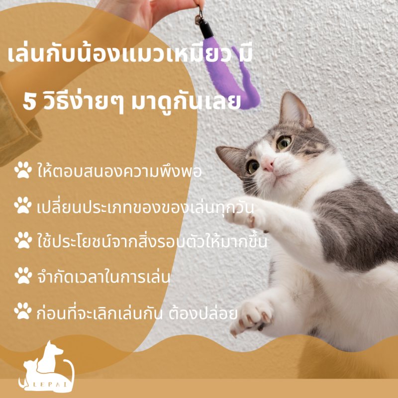 เล่นกับน้องแมวเหมียว มี 5 วิธีง่ายๆ มาดูกันเลย