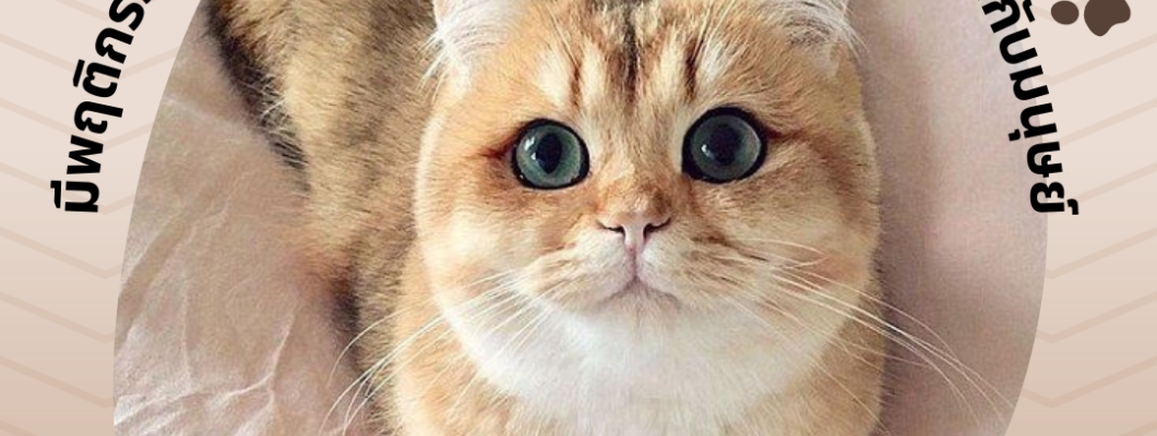 มีพฤติกรรม 3 อย่างที่น้องแมวมักจะชอบทำตัวเหมือนกับมนุษย์