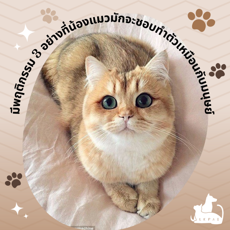 มีพฤติกรรม 3 อย่างที่น้องแมวมักจะชอบทำตัวเหมือนกับมนุษย์