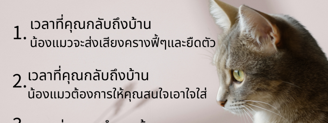 เมื่อเวลาที่เราไม่อยู่บ้าน น้องแมวจะคิดถึงเรามั้ยน้า? 4 สัญญาณที่บ่งบอกว่าแมวของคุณคิดถึงคุณ!