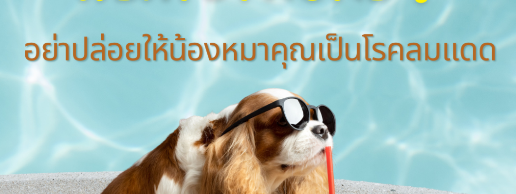 อย่าปล่อยให้น้องหมาคุณเป็นโรคลมแดด Heatstroke !