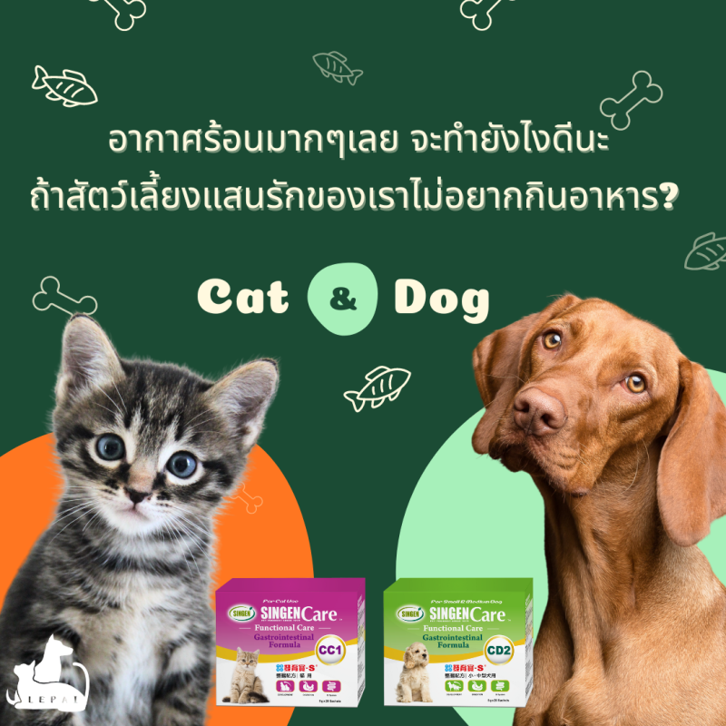 อากาศร้อนมากๆเลย จะทำยังไงดีนะถ้าสัตว์เลี้ยงแสนรักของเราไม่อยากกินอาหาร?