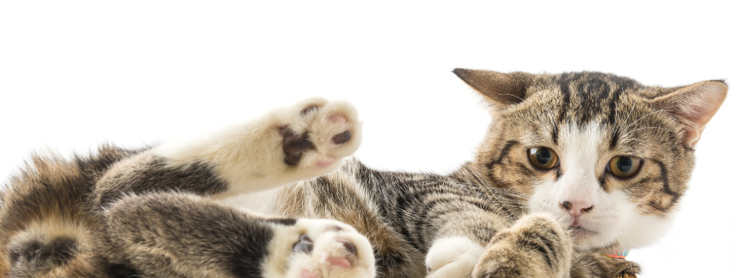 วิธีโกนขนที่ฝ่าเท้าของน้องแมว