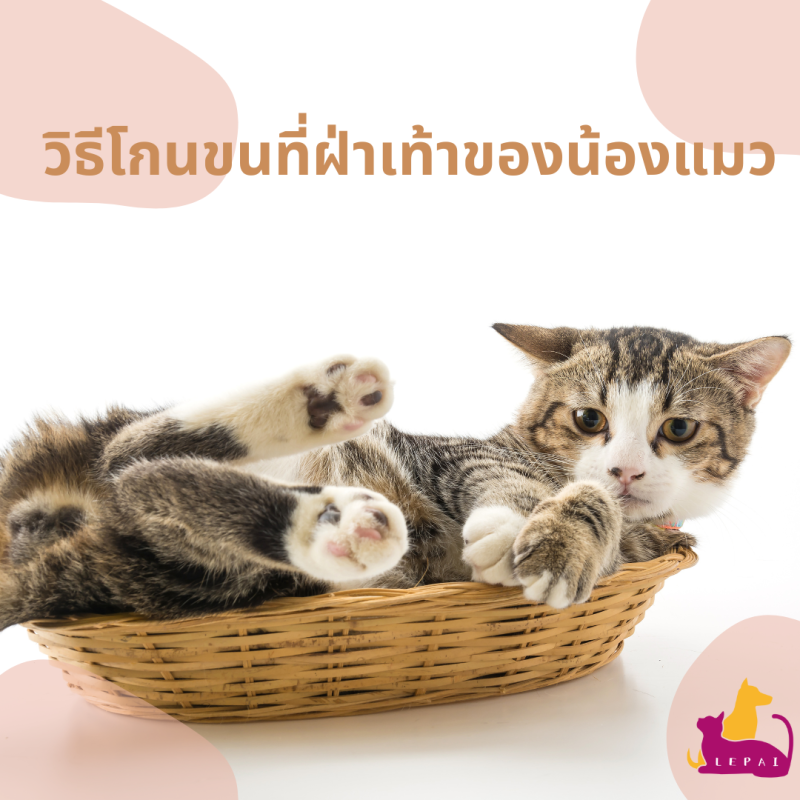 วิธีโกนขนที่ฝ่าเท้าของน้องแมว