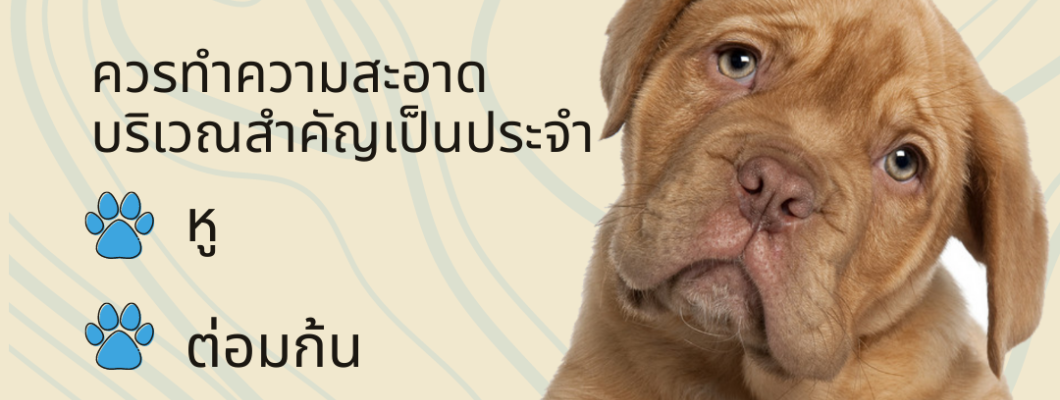 วิธีแก้ปัญหากลิ่นตัวสุนัข?