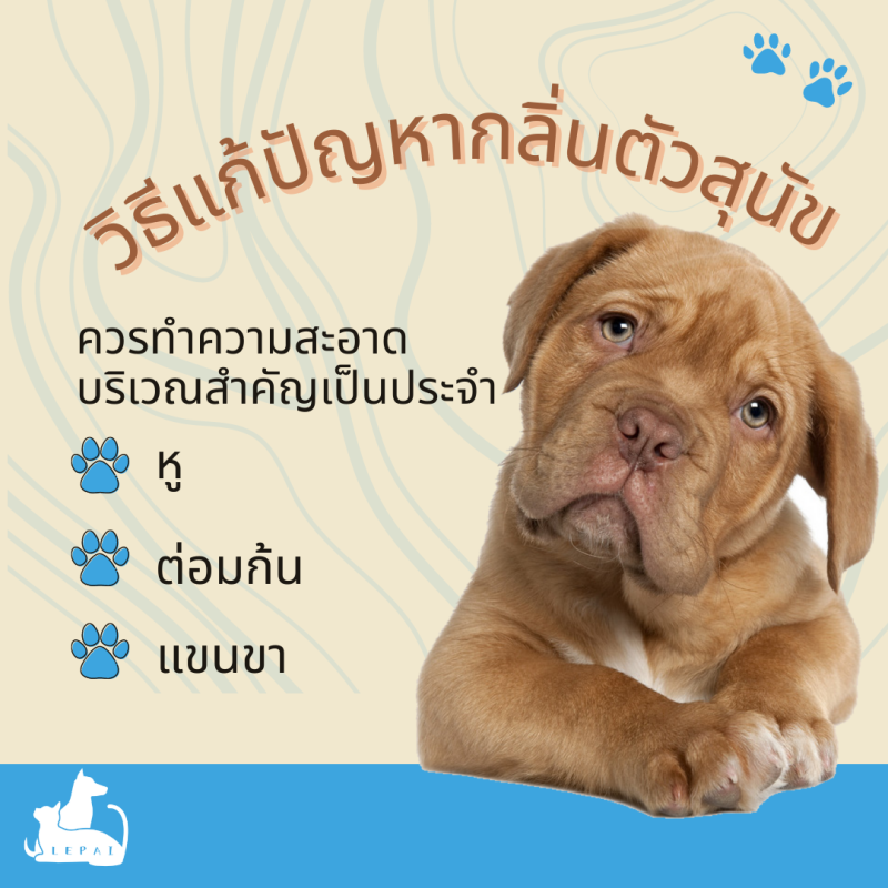 วิธีแก้ปัญหากลิ่นตัวสุนัข?