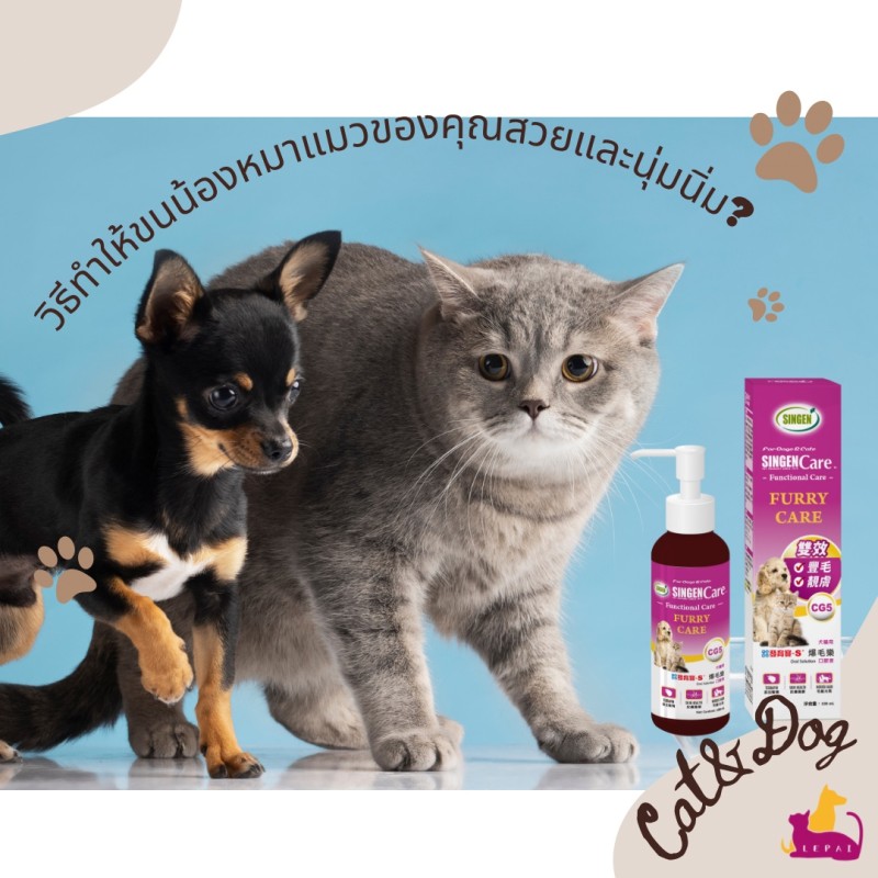 วิธีทำให้ขนน้องหมาแมวของคุณสวยและนุ่มนิ่ม?