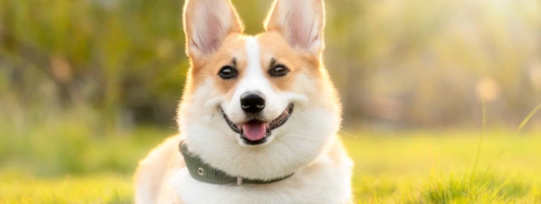 ทำไมน้องหมาจำเราไม่ได้อ่ะ...? มาทำความเข้าใจเกี่ยวกับภาวะสมองเสื่อมในสุนัขกันค่ะ