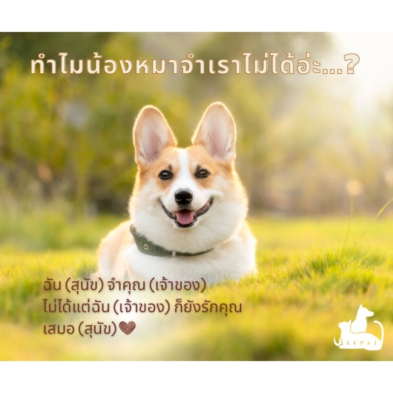 ทำไมน้องหมาจำเราไม่ได้อ่ะ...? มาทำความเข้าใจเกี่ยวกับภาวะสมองเสื่อมในสุนัขกันค่ะ