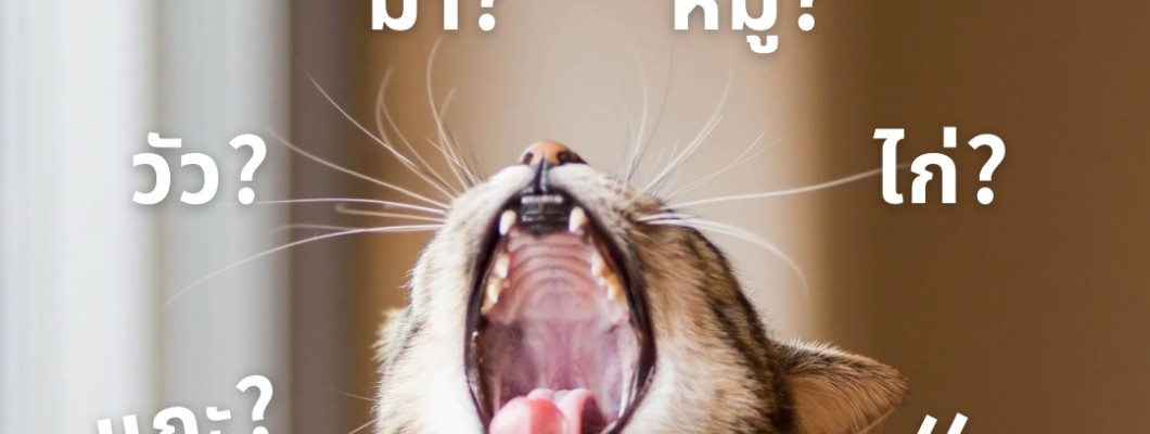 แมวของฉันไม่กินปลา! ?