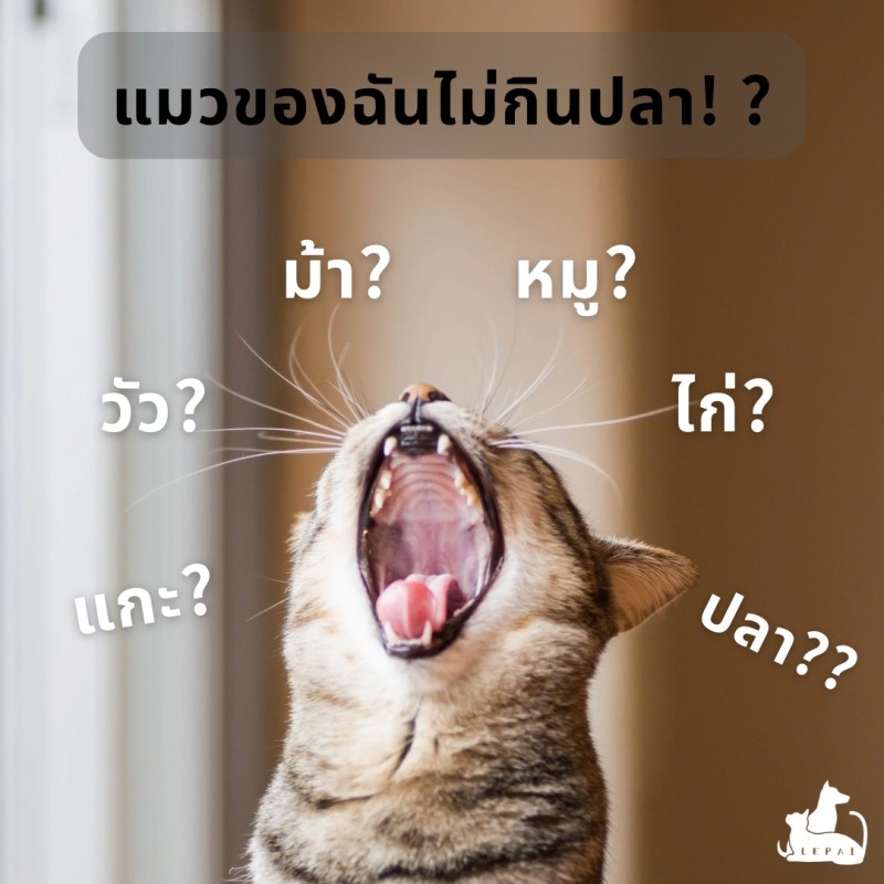 แมวของฉันไม่กินปลา! ?