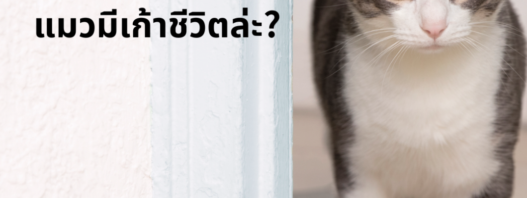 ทำไมเราถึงบอกว่าแมวมีเก้าชีวิตล่ะ?