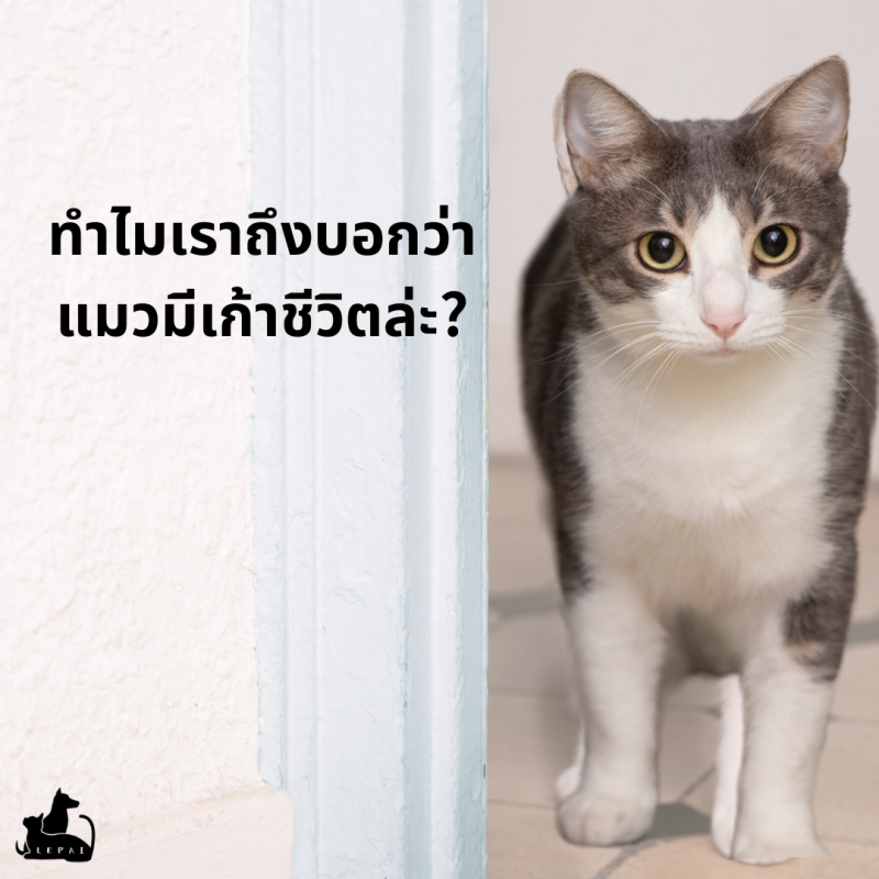 ทำไมเราถึงบอกว่าแมวมีเก้าชีวิตล่ะ?