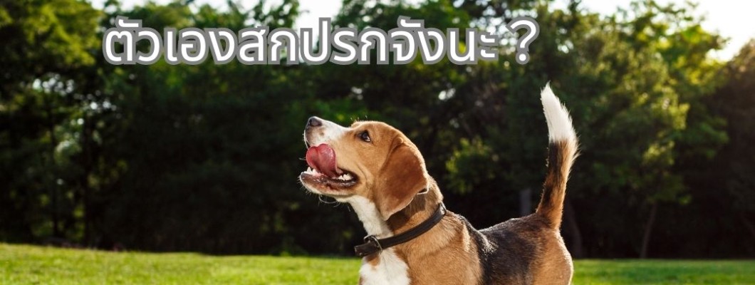 ทำไมน้องหมาถึงชอบทำให้ตัวเองสกปรกจังนะ?