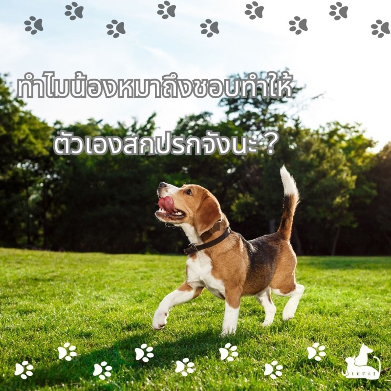 ทำไมน้องหมาถึงชอบทำให้ตัวเองสกปรกจังนะ?