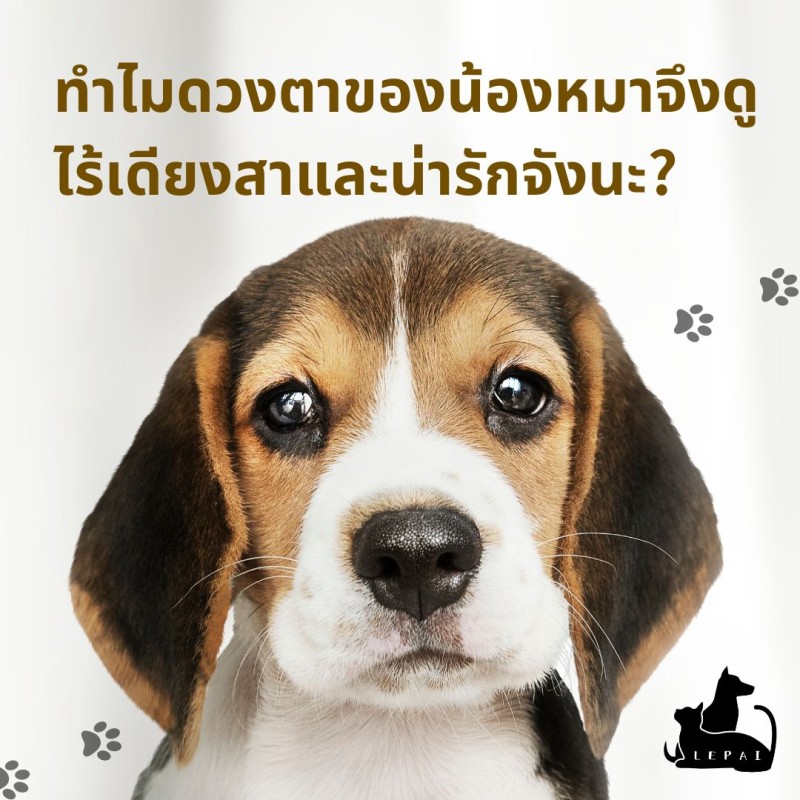 ทำไมดวงตาของน้องหมาจึงดูไร้เดียงสาและน่ารักจังนะ?